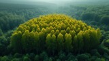 Fototapeta  - Widok z lotu ptaka na posadzony las w środku dnia w na obszarze trójkąta