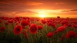 Sunset embrace on poppy field. A field of vivid red poppies, golden glow