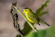 Wilson's warbler (Cardellina pusilla) male, Fort Bend County, Texas, USA.