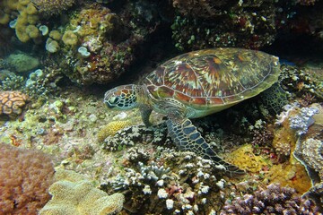 Wall Mural - Green sea turtle (Chelonia mydas) in the tropical coral reef. Reef seascape with protected marine animal - sea turtle. Underwater photography from scuba diving with the sea turtles.