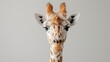 a close - up of a giraffe's head with a gray background and a white wall in the background.