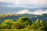 Fototapeta Na ścianę - stunning carpathian countryside scene on a foggy morning in spring. trees on a grassy hill in morning light. landscape with mountains in mist and clouds rolling in to the distance