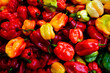 Colorful paprika or pepper chili background.
