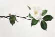 a white flower on a flower branch with green leaves i