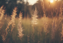 Wild Grass In The Forest At Sunset Macro Image Shallow Depth Of Field Abstract Summer Nature Sunrise