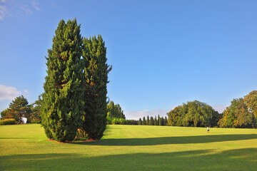 Canvas Print - A large cypress trees in park Sigurta