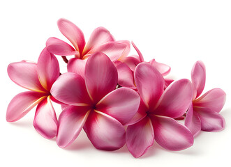 Wall Mural - frangipani isolated on white background in