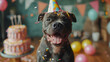 Birthday party with an american pit bull terrier