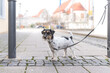 Sad small Jack Russell Terrier dog tied to on a pole. Maybe the dog was also abandoned and left behind