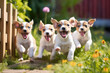 lot of of exuberant Jack Russell puppies running bounding across green grass with warm home in the background, puppy Day, family, having fun, puppy playtime joy.