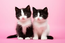 Two Adorable Black And White Kittens Sitting Side By Side. Perfect For Cat Lovers And Pet-related Designs