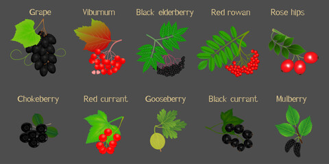 Wall Mural - A set of berries on branches with names on a black background.