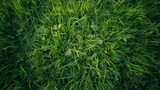 Fototapeta  - Early spring green grass close up shot