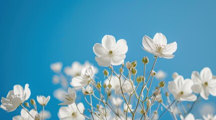 Wall Mural -  a bunch of white flowers that are in a vase on top of a table with a blue sky in the backgrounnd of the picture and a blue sky in the background.