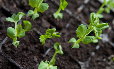 Wall Mural - Seedlings of green peas rady to transplant in the garden.