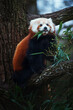 Red Panda (Ailurus fulgens) on the tree