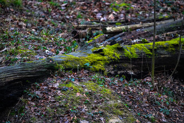 Wall Mural - moss on the rocks