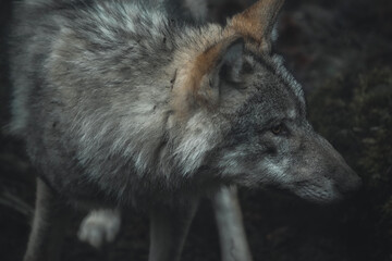 Wall Mural - side profile close up of a wolf in the zoo, fur, ears, cute