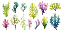 Algae And Seaweeds Set. Watercolor Seaweed, Underwater Plants Isolated Collection. Decorative Sea Elements, Plant For Aquarium, Vector Clipart