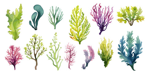 Wall Mural - Algae and seaweeds set. Watercolor seaweed, underwater plants isolated collection. Decorative sea elements, plant for aquarium, vector clipart