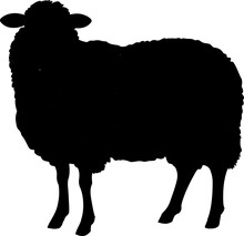Sheep Illustration Isolated On Transparent Background. 
