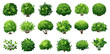 Cartoon shrub bush set. Garden green decoration bushes, illustrated hedge shrubs plants isolated on white