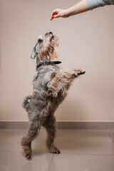 A mitelschnauzer dog sniffs food from the owner's hand in a pet store against the background of shelves with food.