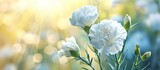 Spring nature with blurred background showcasing a blooming white carnation.