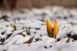 Yellow crocuses in the snow in early spring. The arrival of spring, background