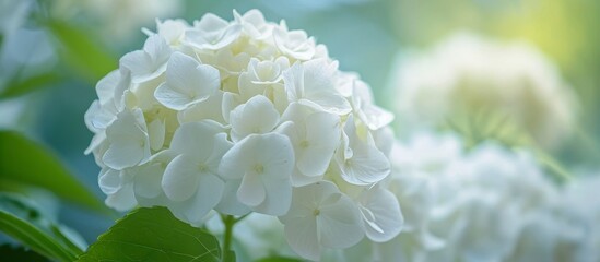 Wall Mural - Close-up shot of a delicate, bright, and light white hydrangea flower.