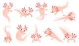 Fototapeta Dinusie - Set of cute cartoon axolotl pink color amphibian animal vector illustration isolated on white background