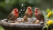 Playful finches enjoying a refreshing bath in a backyard birdbath