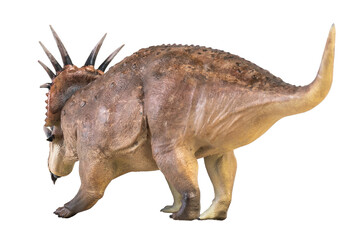 Canvas Print - Styracosaurus dinosaur on isolated background