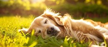 A Contented Golden Retriever Is Relaxing On The Sunny Grass.