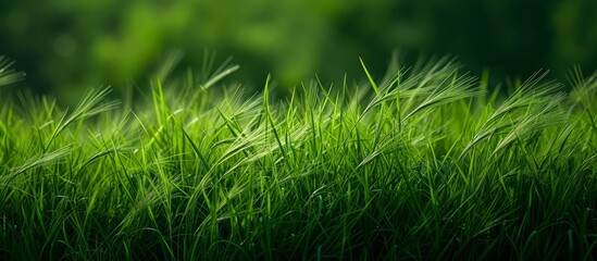 Wall Mural - Vibrant Natural Green Grass Background with Hordeum Murinum: A Display of Natural, Green Grass on a Striking Background of Hordeum Murinum