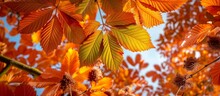 Vibrant Autumn Horse Chestnut Leaves Surround Majestic Conker Tree (Aesculus Hippocastanum)