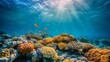 The flourishing life of a coral reef, a testament to marine resilience.