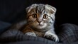 The folded ears and serene expression of a Scottish Fold cat reflect the breed's gentle temperament and the comfort of a loving home.