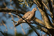 © TC2412 - pequeña paloma torcaza posada en las ramas de un árbol
