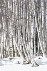 Wall Mural - forest of white silver birch tree trunks in winter