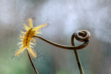 Wall Mural - Yellow Caterpillar from Borneo Forest