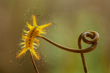 Wall Mural - Yellow Caterpillar from Borneo Forest