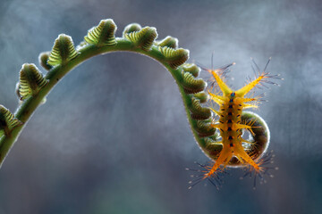 Wall Mural - Yellow Caterpillar from Borneo Forest