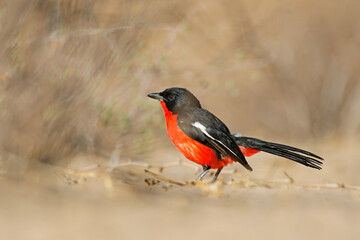 Wall Mural - colorful crimson-breasted shrike (laniarius atrococcineus), kalahari desert, south africa.