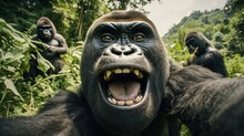 Close-up Selfie Portrait Of A Gorilla.