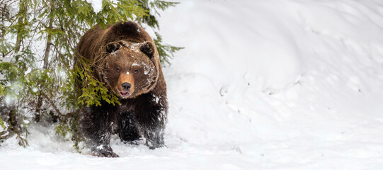 Wall Mural - adult brown bear in cold time. animal in wild winter nature