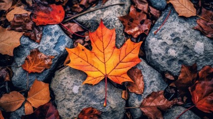 Wall Mural - maple leaves on forest floor with nature patterns with stone and leaf