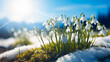 Beautiful white flowers of anemones in spring in a forest close-up in sunlight in nature. Spring forest landscape with flowering primroses. Snowdrops panorama banner