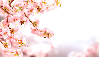 Aufkleber - Horizontal banner with Japanese Quince flowers (Chaenomeles japonica) of pink color on sunny backdrop. Nature spring background with a branch of blooming Quince