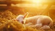 Newborn lamb lying among straw in a stable, on golden sunset background.